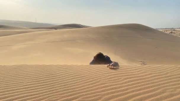 Um homem num pano de escritório rasteja por uma duna num deserto. Superar os desafios nos negócios — Vídeo de Stock