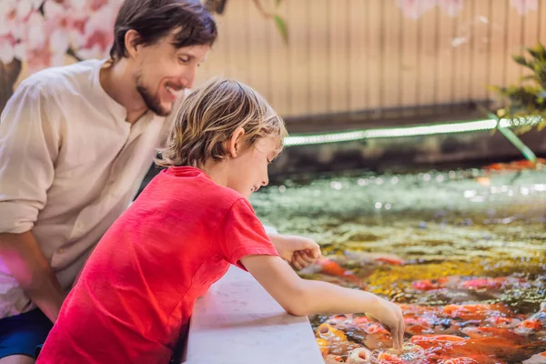 Dad and son feed koi fish. Beautiful koi fish swimming in the pond — Stock Photo, Image