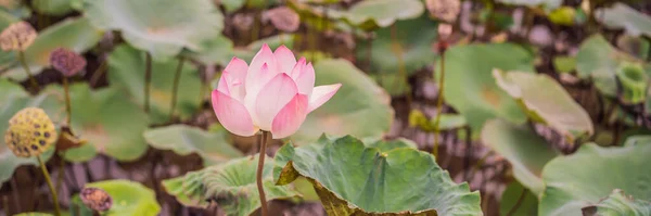BANNER, LONG FORMAT Das Panorama der Lotusteiche in friedlicher und ruhiger Landschaft. Dies ist die Blume des Buddha und ist nützlich für die menschliche Nahrung — Stockfoto
