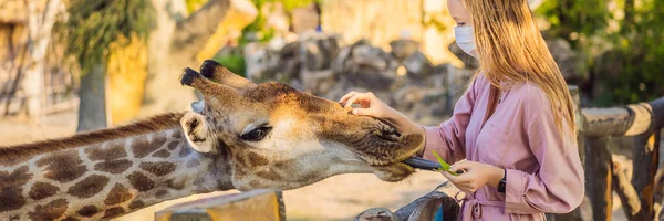 BANNER, KOVID-19 Coronavirus sırasında hayvanat bahçesinde zürafayı izleyen ve besleyen eski mutlu genç kadın. Mutlu genç bir kadın sıcak yaz gününde hayvanlarla safari parkında eğleniyor. — Stok fotoğraf