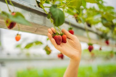 Seradaki hidrofonik çiftlikte çilek toplayan bir kadın.