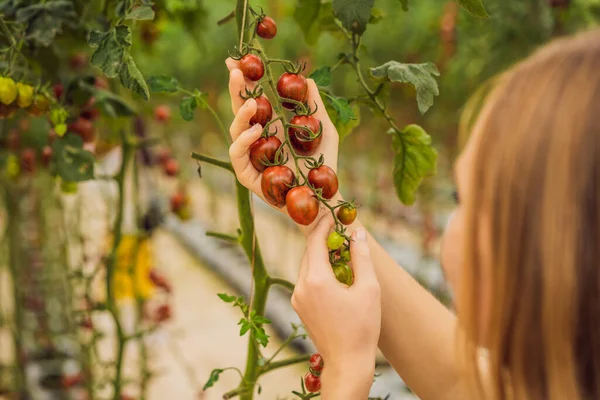 Mujer y tomates rojos cereza en los arbustos — Foto de Stock