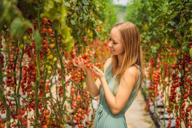 Çalılıklarda kadın ve kırmızı kiraz domatesleri