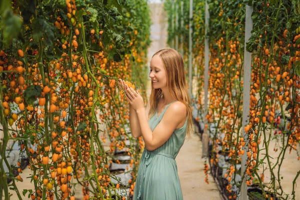 Jovem mulher e tomates cereja amarelos crescem no jardim. Fechar — Fotografia de Stock