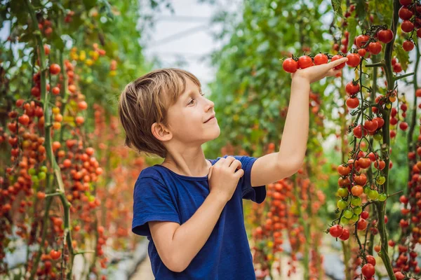 Serada elinde taze domates tutan ve gülümseyen şirin bir çocuğun portresi. Kırmızı domatesli çocuk portresi — Stok fotoğraf