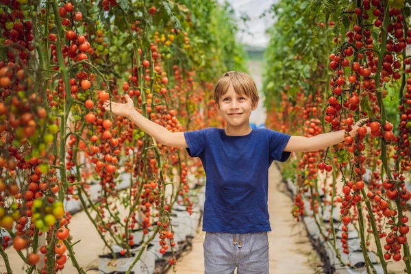Portretul băiețelului drăguț care ține recolta de roșii proaspete în mâini la seră și zâmbește. Portret de copil cu roșii roșii — Fotografie, imagine de stoc