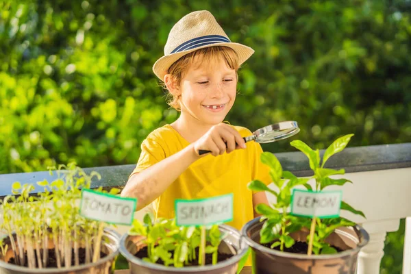 The boy studies the plants through a magnifying glass. He is doing gardening on his balcony. Natural development for children