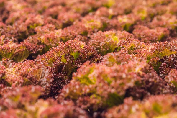 Insalata di corallo rosso, fattoria idroponica biologica con insalata, lattuga a foglia rossa, quercia rossa. Lattuga fresca di quercia rossa — Foto Stock