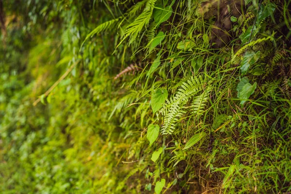 Zöld moha háttér textúra gyönyörű a természetben — Stock Fotó