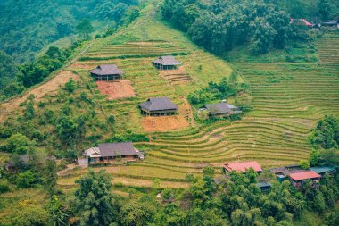 Sapa, Vietnam 'daki siste pirinç terasları. Pirinç tarlaları Kuzeybatı Vietnam 'da hasat hazırlıyor. Vietnam, Coronovirus COVID 19 karantinasından sonra turizme açıldı