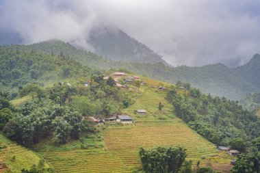 Sapa, Vietnam 'daki siste pirinç terasları. Pirinç tarlaları Kuzeybatı Vietnam 'da hasat hazırlıyor. Vietnam, Coronovirus COVID 19 karantinasından sonra turizme açıldı