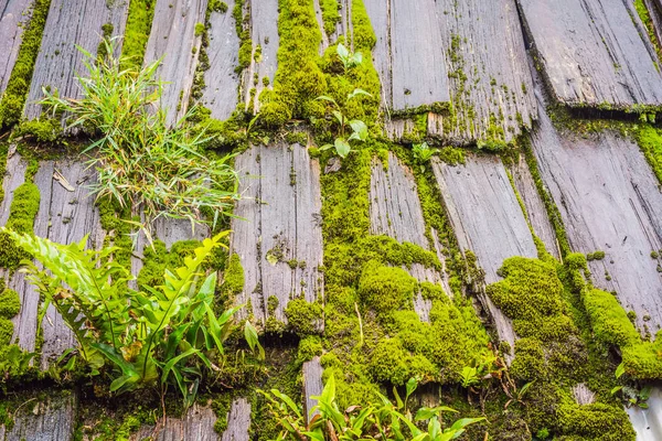 Grön mossa bakgrund struktur vacker i naturen — Stockfoto