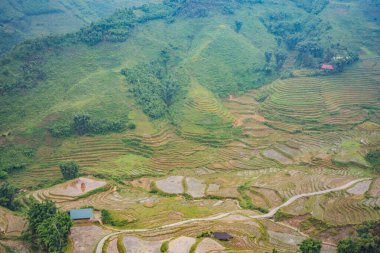 Sapa, Vietnam 'daki siste pirinç terasları. Pirinç tarlaları Kuzeybatı Vietnam 'da hasat hazırlıyor. Vietnam, Coronovirus COVID 19 karantinasından sonra turizme açıldı