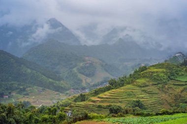 Sapa, Vietnam 'daki siste pirinç terasları. Pirinç tarlaları Kuzeybatı Vietnam 'da hasat hazırlıyor. Vietnam, Coronovirus COVID 19 karantinasından sonra turizme açıldı