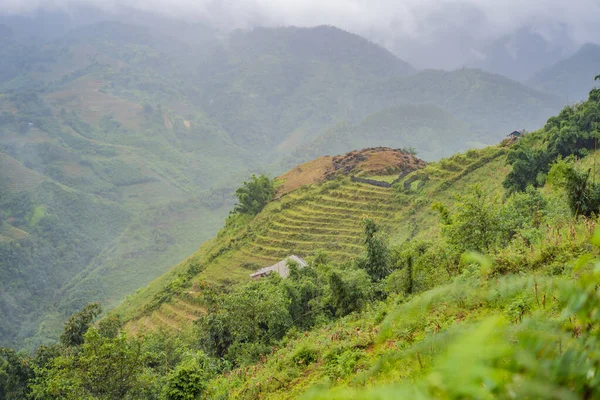 Terrasses de riz dans le brouillard à Sapa, Vietnam. Les rizières préparent la récolte au nord-ouest du Vietnam. Vietnam ouvre au tourisme après la quarantaine Coronovirus COVID 19 — Photo