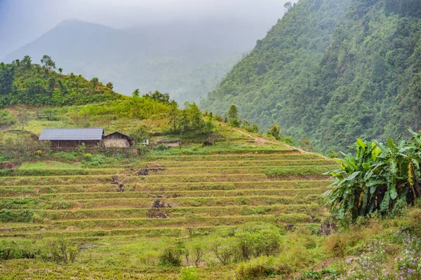 Terrasses de riz dans le brouillard à Sapa, Vietnam. Les rizières préparent la récolte au nord-ouest du Vietnam. Vietnam ouvre au tourisme après la quarantaine Coronovirus COVID 19 — Photo