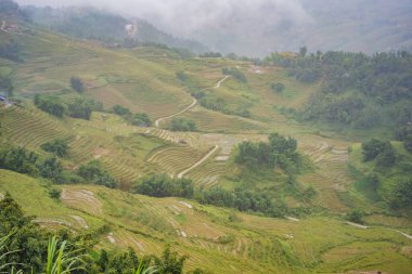 Sapa, Vietnam 'daki siste pirinç terasları. Pirinç tarlaları Kuzeybatı Vietnam 'da hasat hazırlıyor. Vietnam, Coronovirus COVID 19 karantinasından sonra turizme açıldı