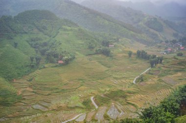 Sapa, Vietnam 'daki siste pirinç terasları. Pirinç tarlaları Kuzeybatı Vietnam 'da hasat hazırlıyor. Vietnam, Coronovirus COVID 19 karantinasından sonra turizme açıldı