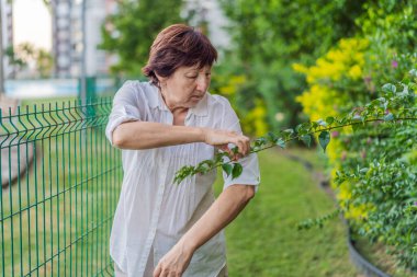 Yaşlı bir kadın parkta yürüyor, temiz havanın, güneş ışığının ve huzurlu doğanın tadını çıkarıyor. Aktif yaşlanma, sağlık, sağlıklı yaşam tarzı, pozitif yaşlanma, hareketlilik, özgürlük ve açık havada rahatlama kavramı