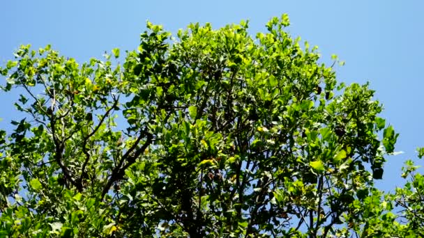 Bande de chauves-souris sur l'arbre . — Video