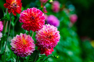 Kırmızı çiçek yaprakları. Doğa fotoğrafı. Çiçek yaprakları. Doğa. Çiçek açıyor. Renkli kasımpatı çiçeği. Çiçek arka planı