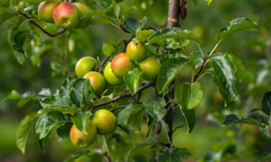 Elma bahçesi. Bahçede olgun kırmızı elmalar. Bir dalda kırmızı elmalar. Arka plan için elma bahçesi. Elma ağacı