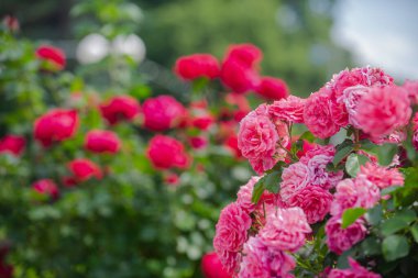 Gül. Pembe güller. Gül bahçesi. Çiçek bahçesi arka planı. Gül çiçekleri açıyor. Güzel gül bahçesi. Bahçede çiçek açan gül çalısı. Bahçe konsepti