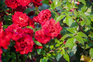 Gül bahçesi. Gül. Pembe güller. Çiçek bahçesi arka planı. Gül çiçekleri açıyor. Güzel gül bahçesi. Çiçekli gül çalısı. Bahçedeki güller pembe çiçekler. Bahçe ve çiçekçilik konsepti