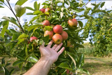 Bahçesinde olgun kırmızı elmalar olan elma ağaçları. Ağaçların dallarında doğal kırmızı elmalar. Sonbahar elma bahçesi. Elma bahçesinde kırmızı sulu elmalar