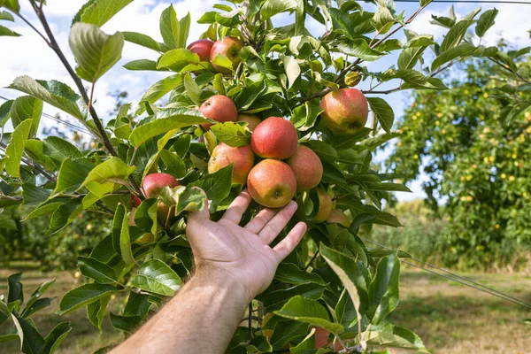 Bahçesinde olgun kırmızı elmalar olan elma ağaçları. Ağaçların dallarında doğal kırmızı elmalar. Sonbahar elma bahçesi. Elma bahçesinde kırmızı sulu elmalar