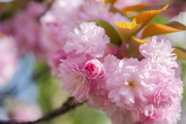 Kiraz çiçeği. Sakura Festivali. Kiraz Çiçekleri Ağaçları. Sakura bahar çiçekleri deseni. Kiraz Çiçekleri Ağaçları. Sakura bahar çiçekleri deseni. Çiçek gökyüzü arka planı. Pembe çiçekler arka plan