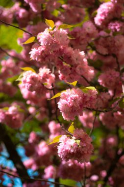 Çiçek açan bahar çiçekleri. Sakura ağacı. Bahar bayrağı, çiçek açan arka plan. Pembe kiraz çiçeği. Çiçek doğal bir geçmişi var. Tasarım için arkaplan açılıyor. Parktaki Çiçek Ağacı