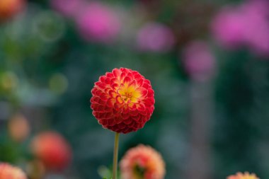 Autumn flowers. Flower head. Chrysanthemums in autumn garden