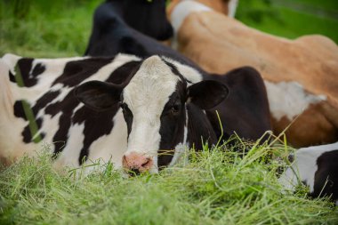 Cows on summer pasture. Cows on dairy milk farm. Holstein cows on pasture. Livestock animals. Cows grazing on farmland
