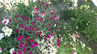 güzel pembe çiçekler