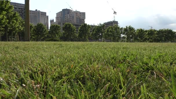도시 공원에 잘린된 잔디 — 비디오
