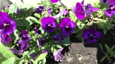 güzel mavi çiçekler