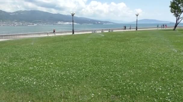 Piękny zielony trawnik — Wideo stockowe