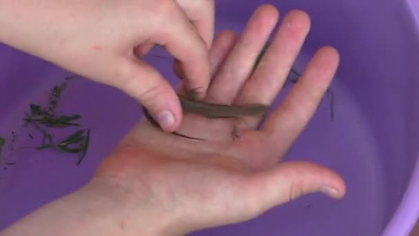 Barnets hånd strækker et lille firben med strimmel på siden, rører en hale – Stock-video