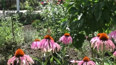 Kelebek pembe çiçekler yaz gün rüzgarlı havalarda oturuyor