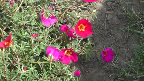 Rosa blommor svängande på vinden på en blomsterrabatt i Stadsträdgården — Stockvideo