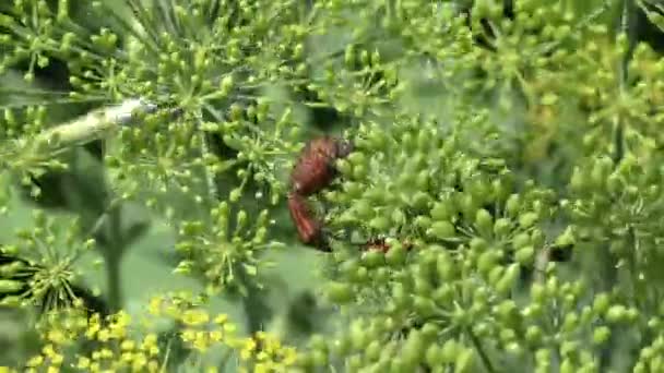 Fierbugs sedí na jasně zelené trávy v slunečný den — Stock video