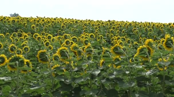 Яркое поле подсолнуха в облачном летнем дне Белая Бабочка пролетает над полем перед камерой — стоковое видео