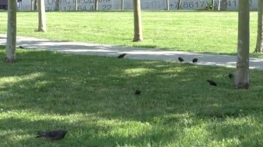 Şehir kuşlar Park yeşil çimenlerin üzerinde yürüyüş