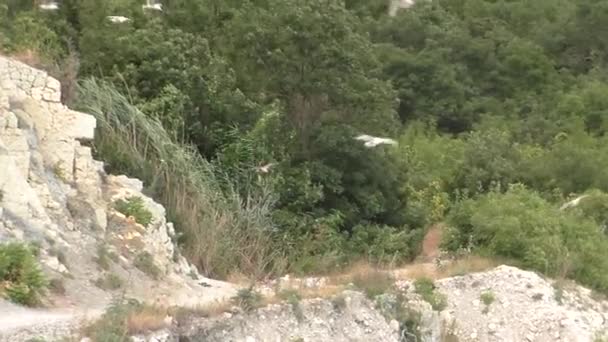 Observação de pássaros no Parque Nacional no dia ensolarado de verão — Vídeo de Stock