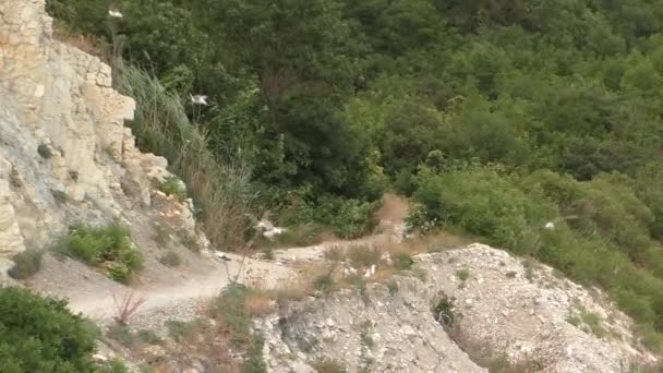 Manada de aves blancas que vuelan en rocas y bosques en verano — Vídeos de Stock