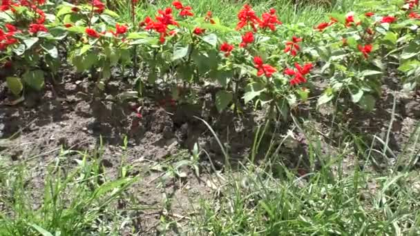 Cama de flores con flores rojas al aire libre en el soleado día de viento — Vídeos de Stock