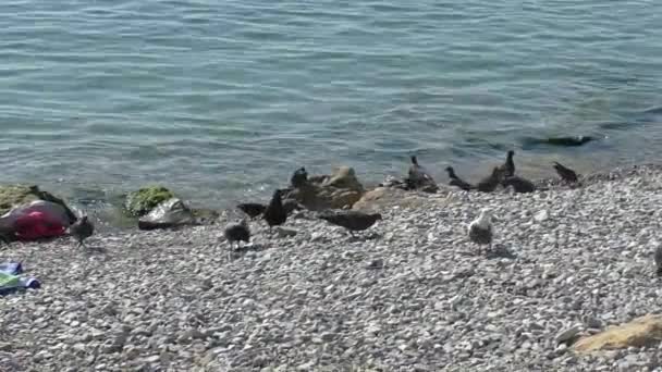 Pombos negros e brancos caminhando na praia de seixos perto do mar no dia ensolarado — Vídeo de Stock