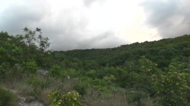 Yeşil orman, ot ve çalılar rüzgardan sallanan ilk planı vardır