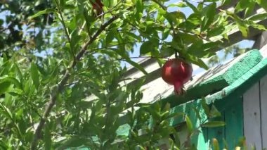 Bir ağaç dalı yaz bahçesinde üzerinde kırmızı Garnet